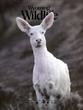 Wyoming Wildlife